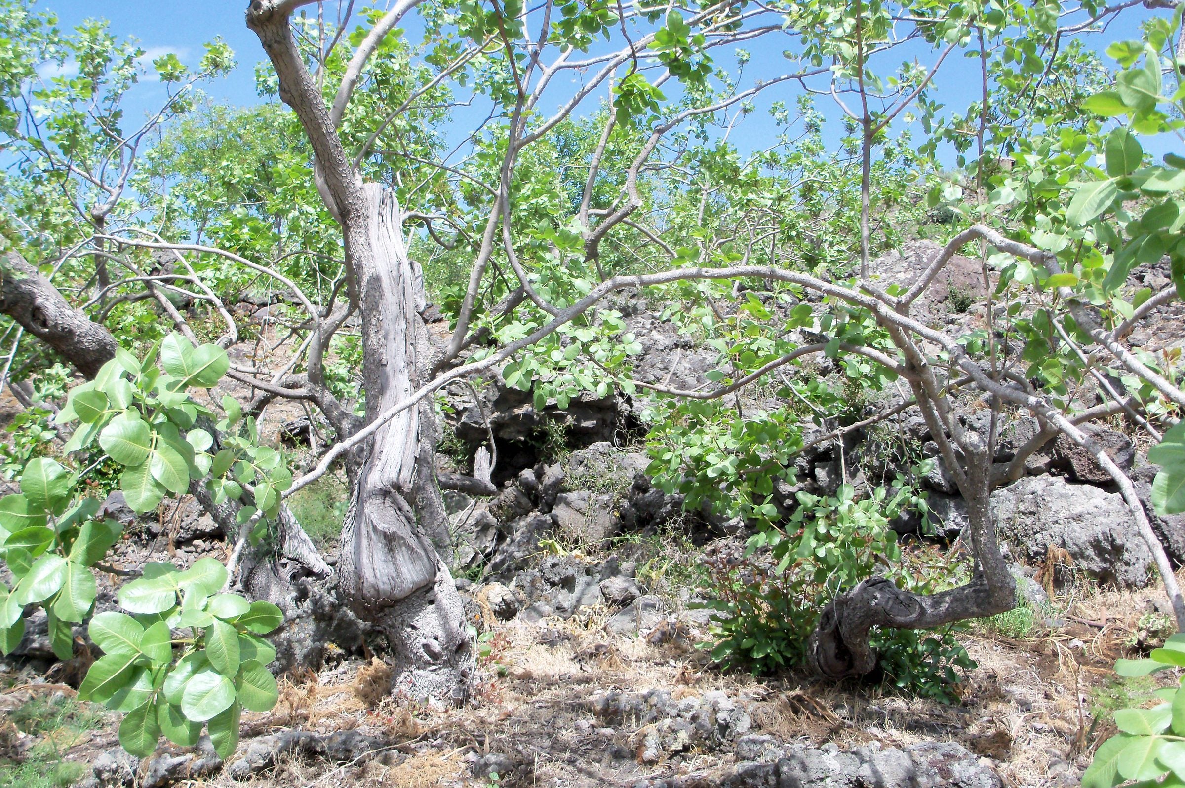 Pistachio trees in new leaf on a lava field in spring