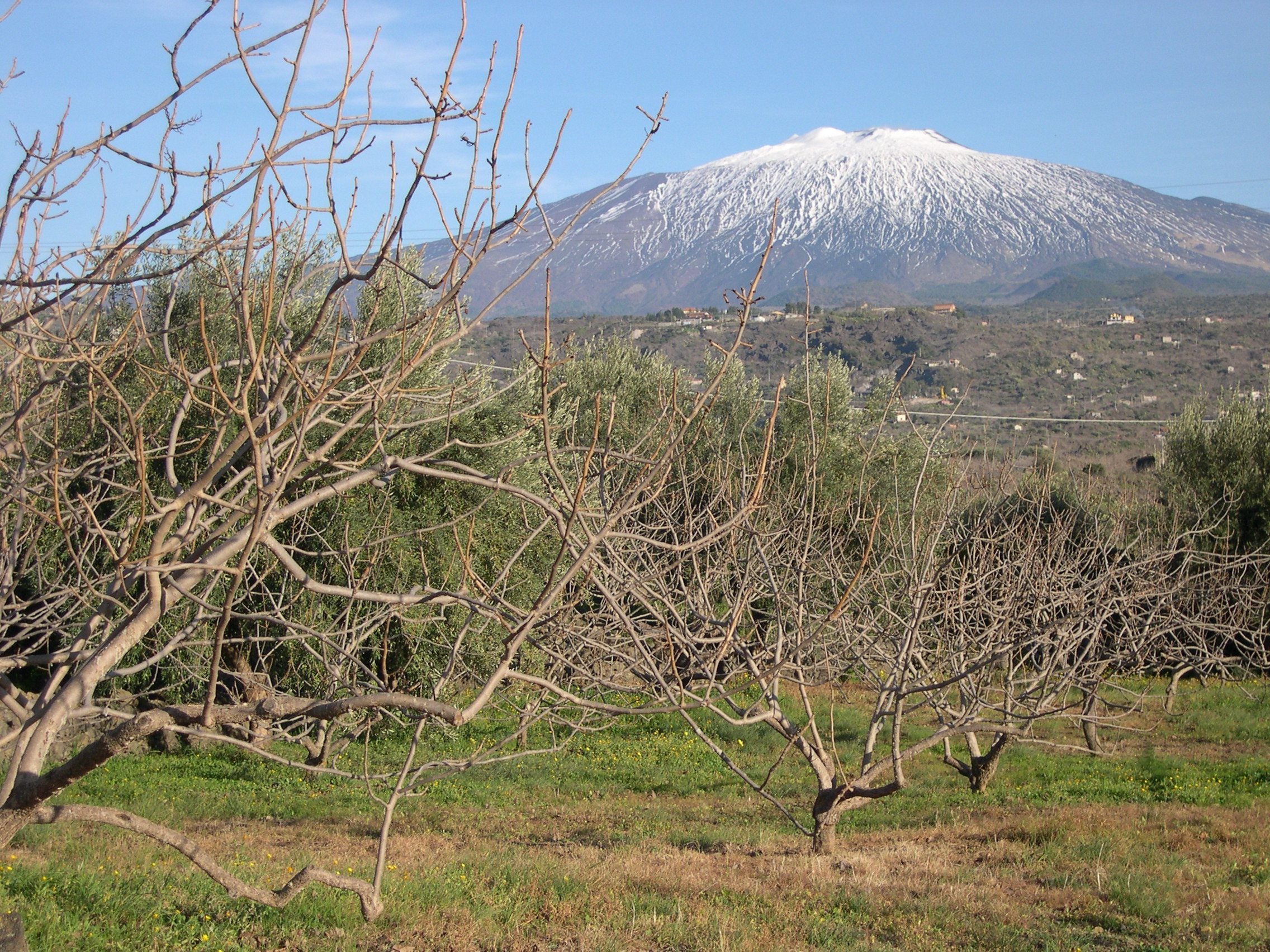 Bare pistachio trees in winter, with snow-capped Etna behind
