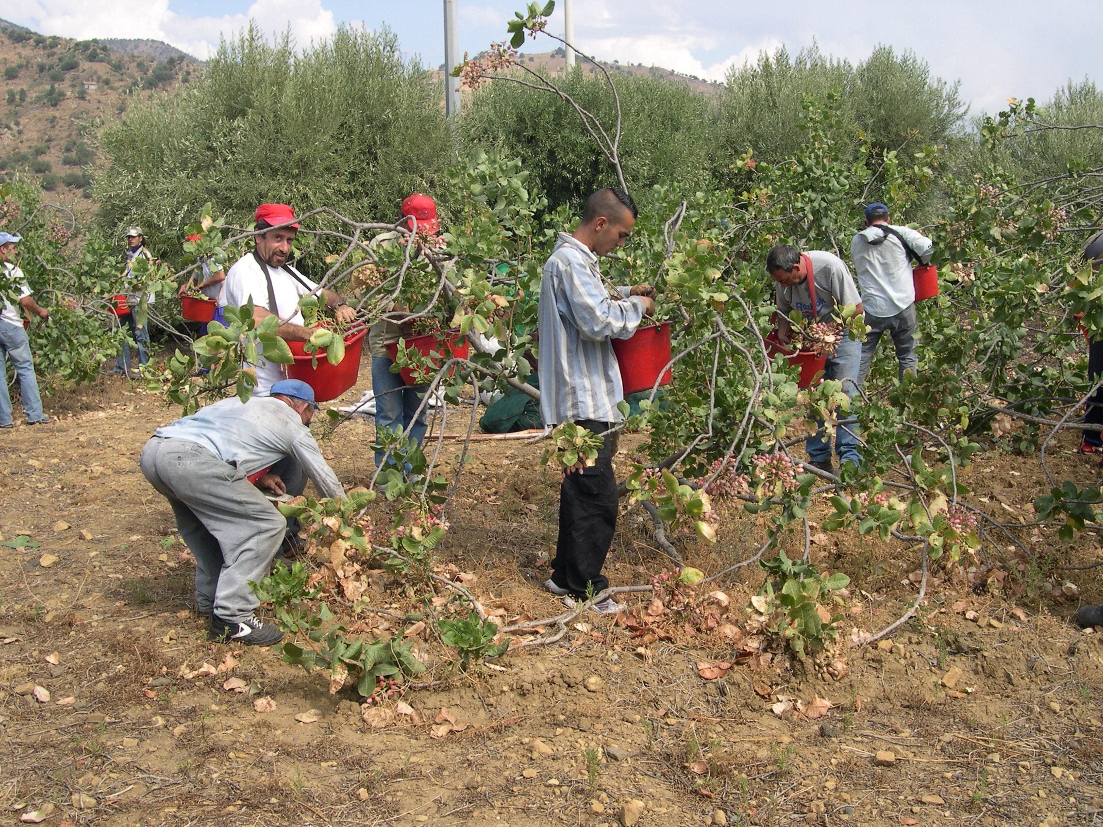 A team of pickers with red buckets harvesting pistachios by hand among bent branches