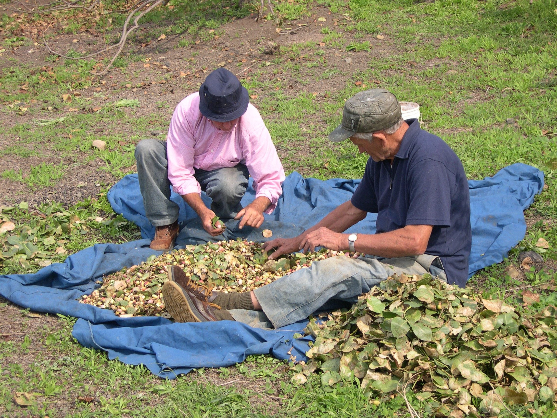 Two men sitting on a blue cloth in a pistachio grove, separating the fruit from the leaves by hand