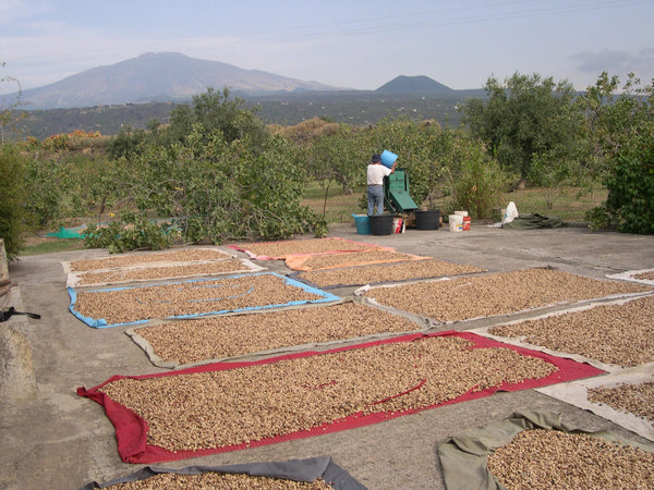 Pistachios drying in the sun on cloths across a yard, with Etna behind