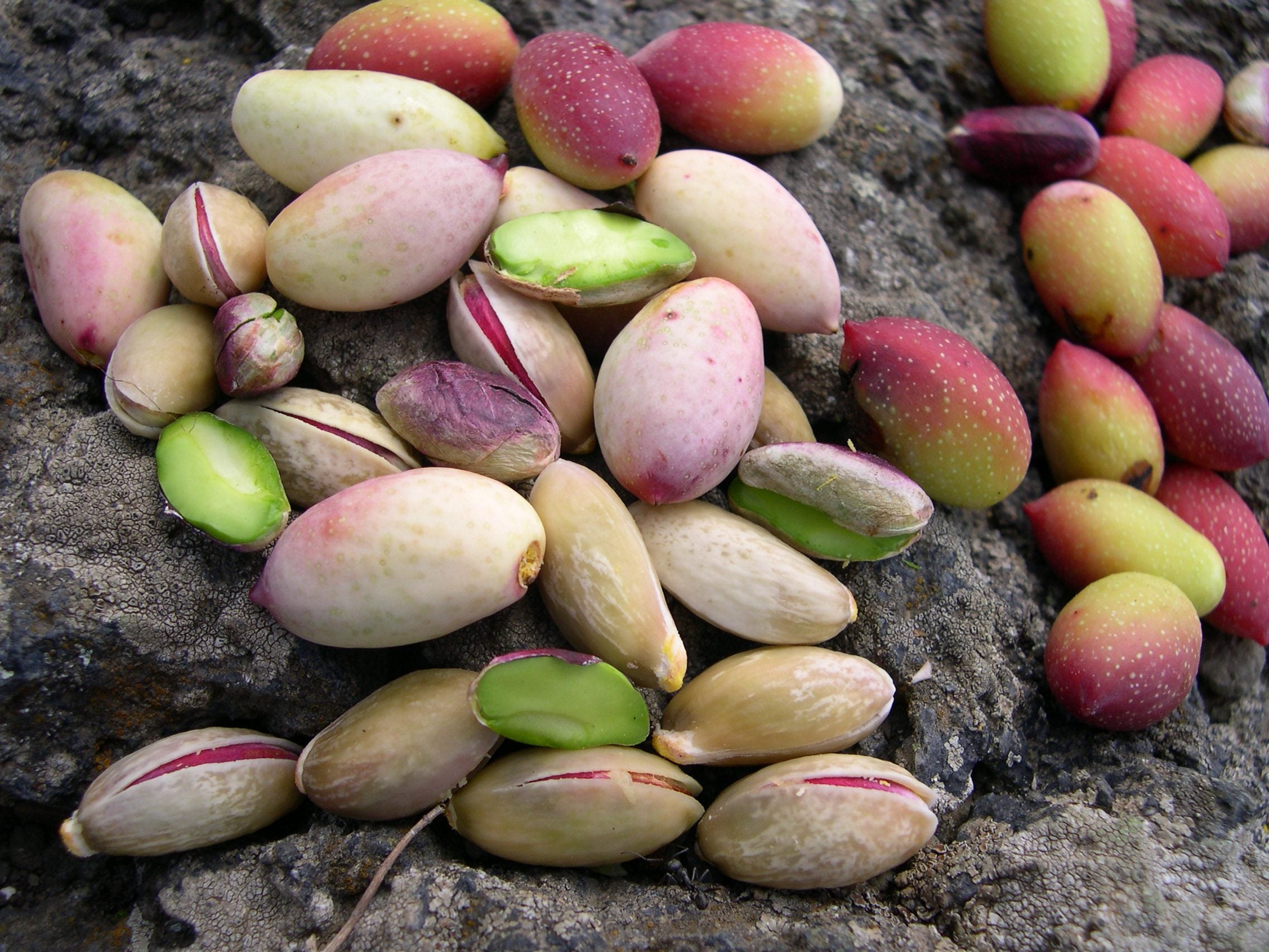 Fresh pistachios on dark stone: rose and red husks, split shells, bright green seeds