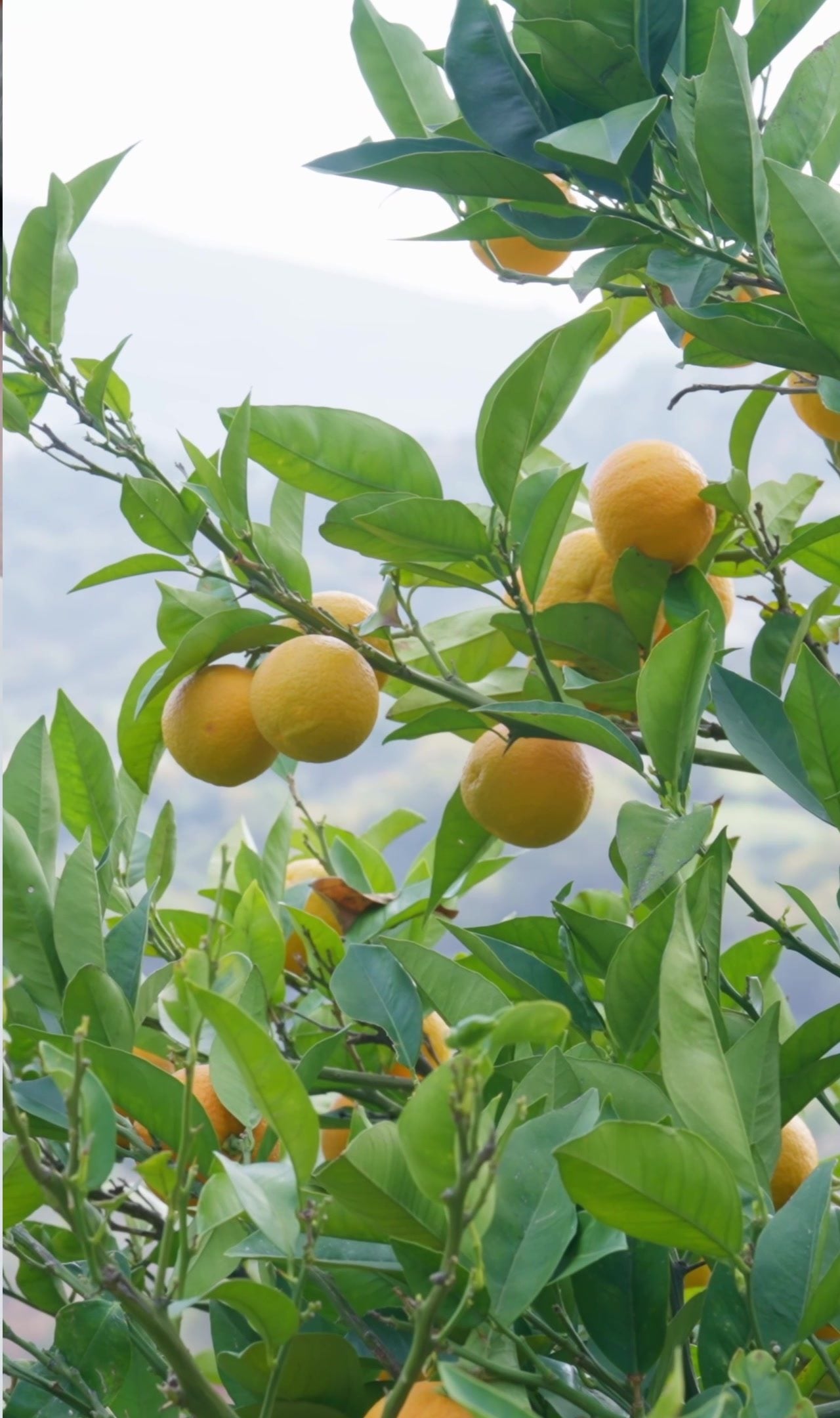 Mandarins on the branch in a Sicilian orchard, with the sea behind
