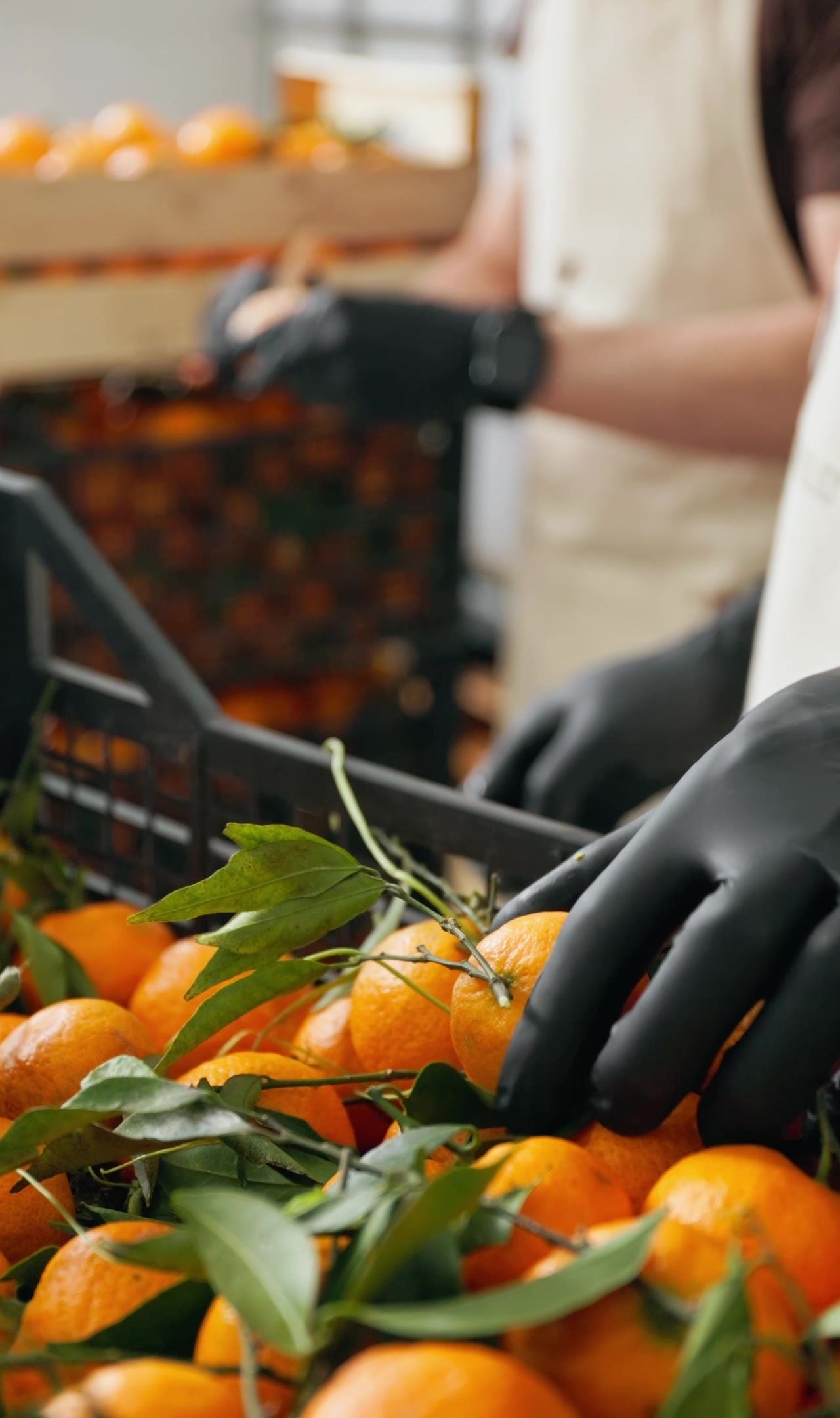 Gloved hands sorting freshly picked mandarins from a crate at Cascina Bonfiglio