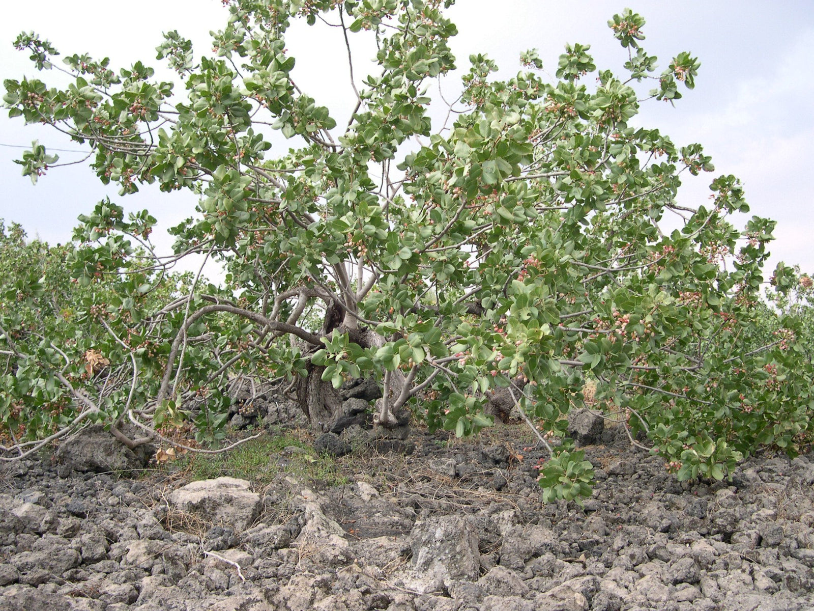 A low pistachio tree heavy with rose-coloured clusters, on dark lava stones