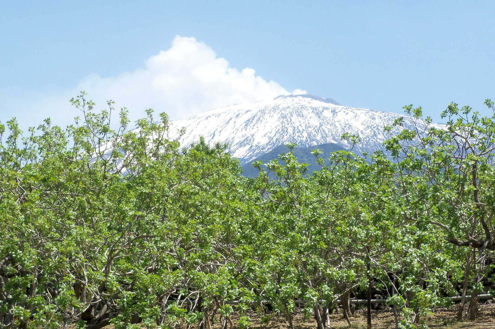 A pistachio grove in new leaf, with snow-capped Etna and its plume behind