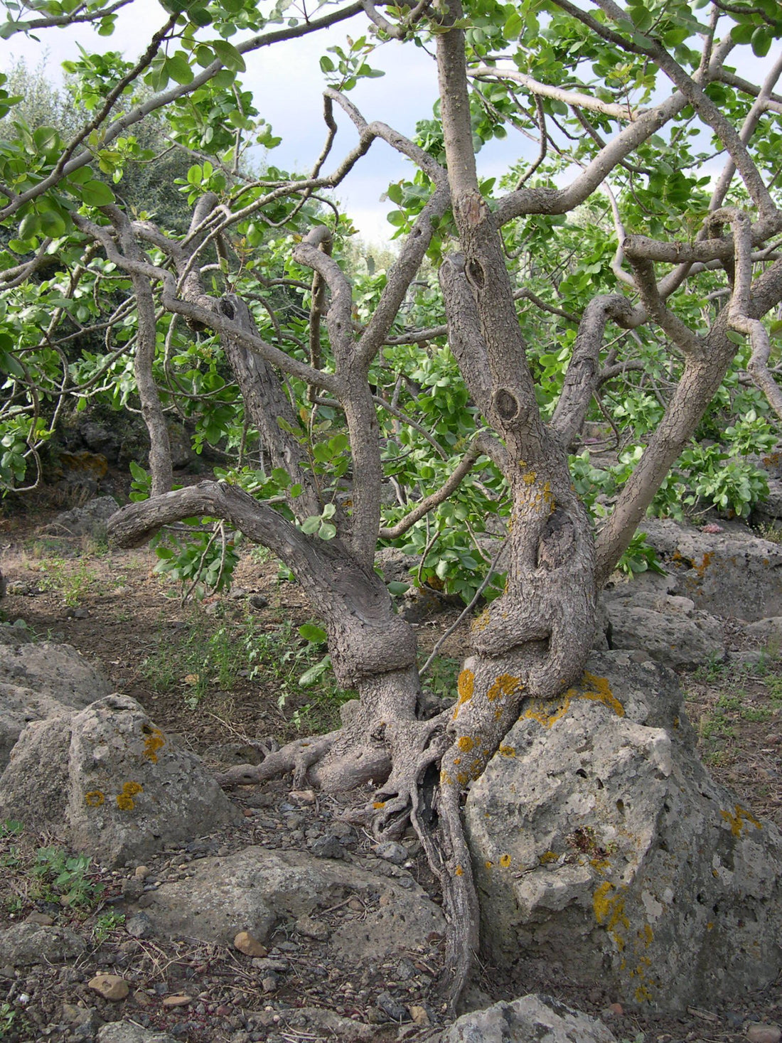 An old pistachio tree, its roots gripping a lava rock covered in yellow lichen
