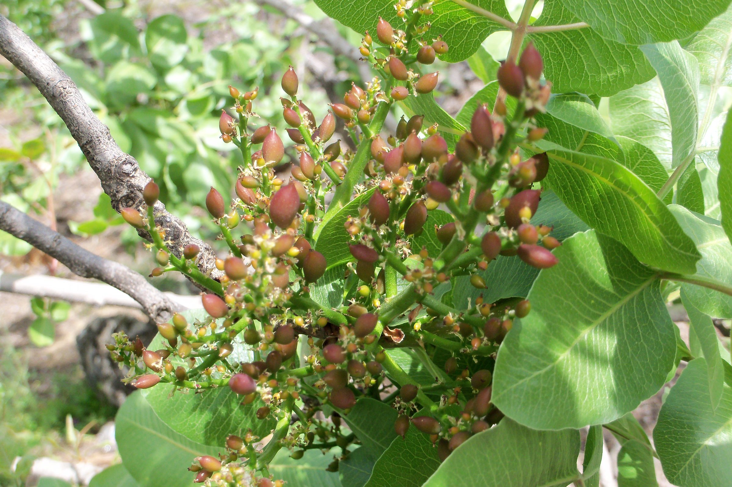 Tiny new pistachio fruit just set on a young branch