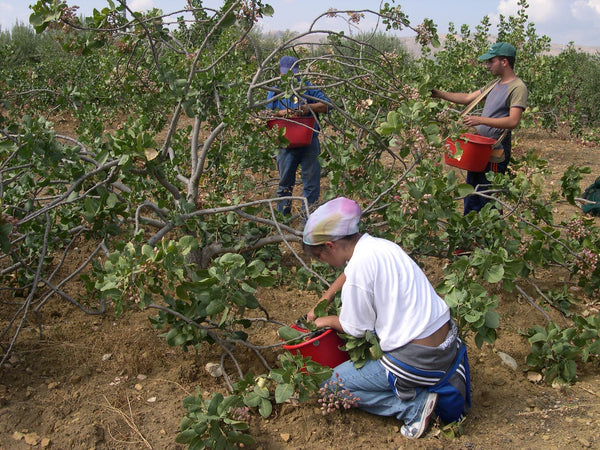 Three people picking pistachio clusters by hand into red buckets