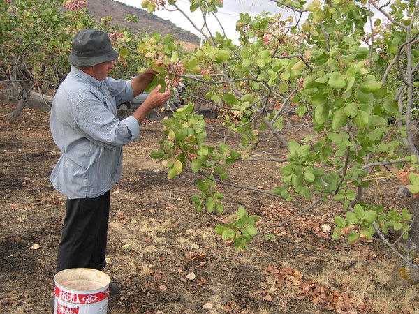 An older man picking a cluster of pistachios by hand
