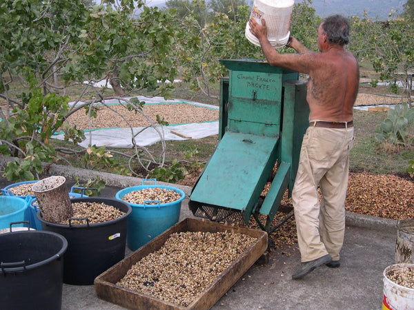 A man tipping a bucket of pistachios into a green hulling machine