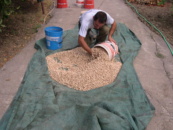 A young man pouring pistachios in their shell onto a cloth to dry