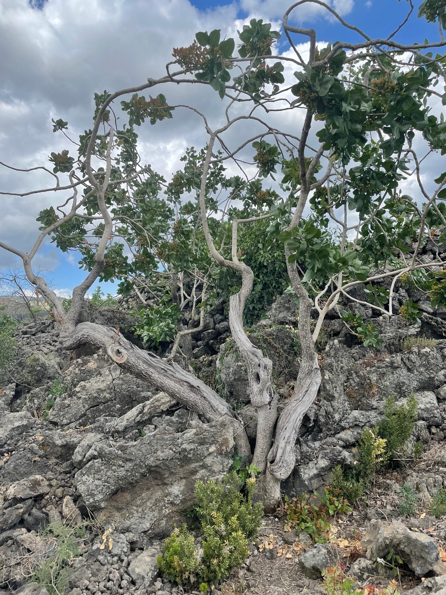 An old pistachio trunk rising from the rocks, its branches hung with small young clusters