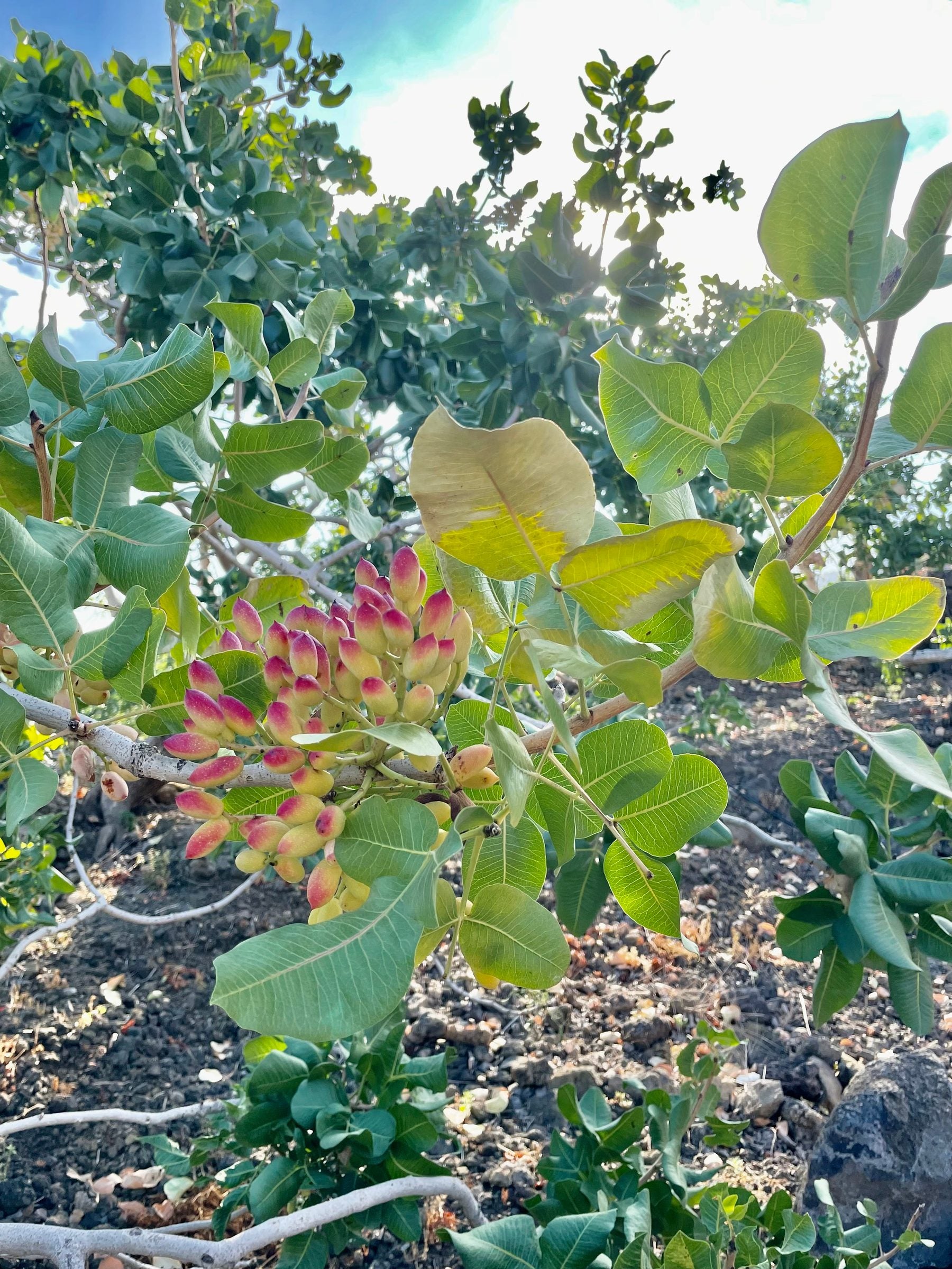 A cluster of ripening pistachios, yellow with rose tips, against the light