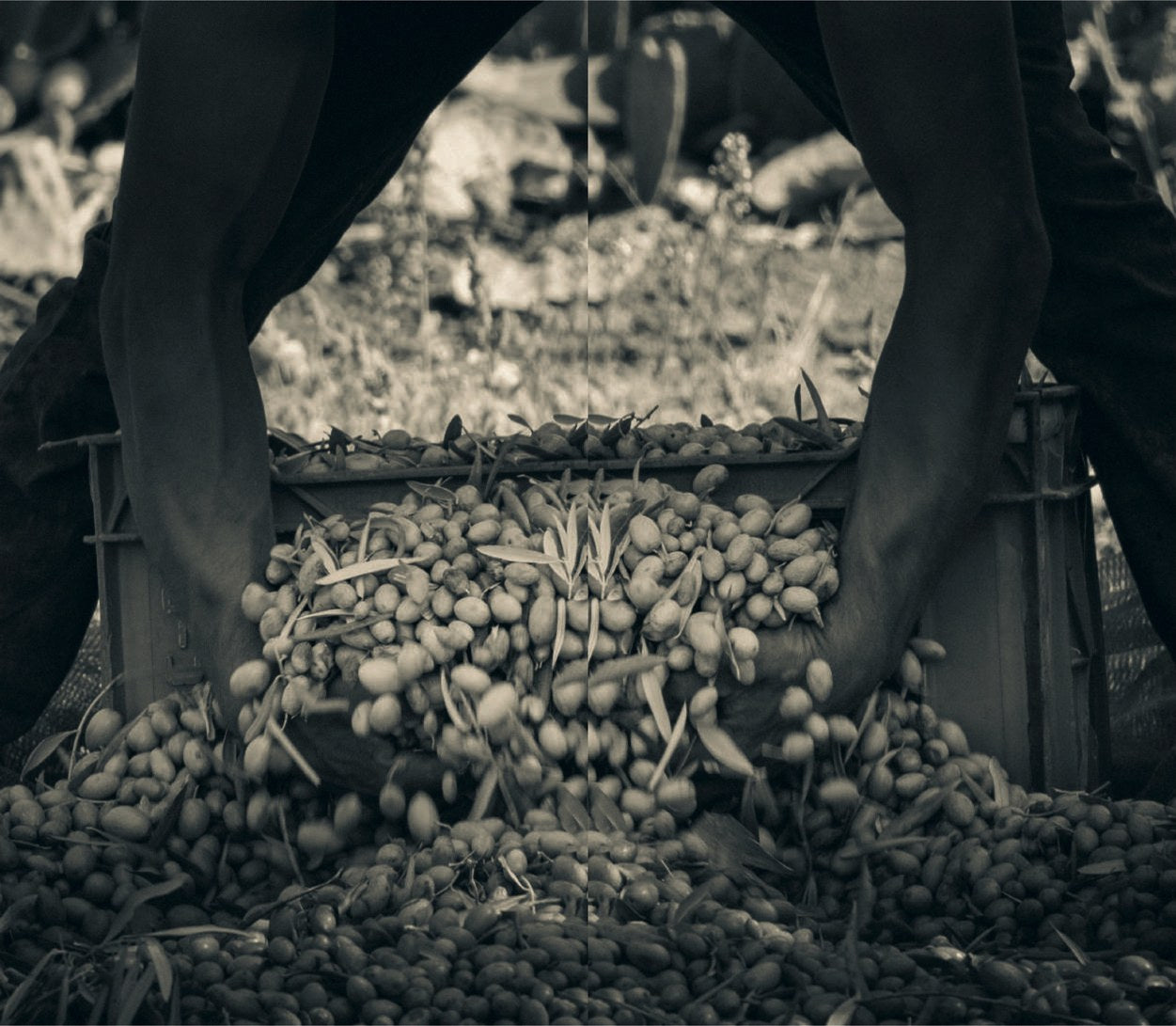 Olives and leaves tipped from a plastic crate between a picker’s legs
