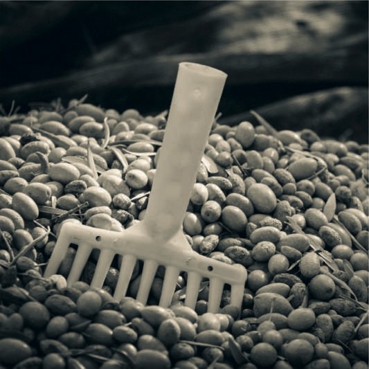 A small white rake in a heap of olives