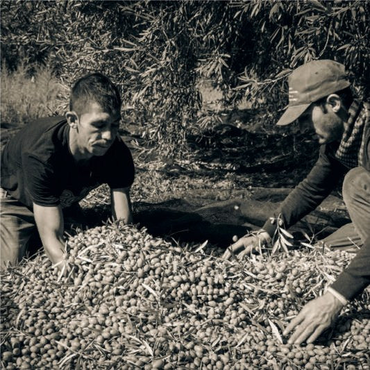 Two men crouching over a heap of picked olives and leaves on the ground
