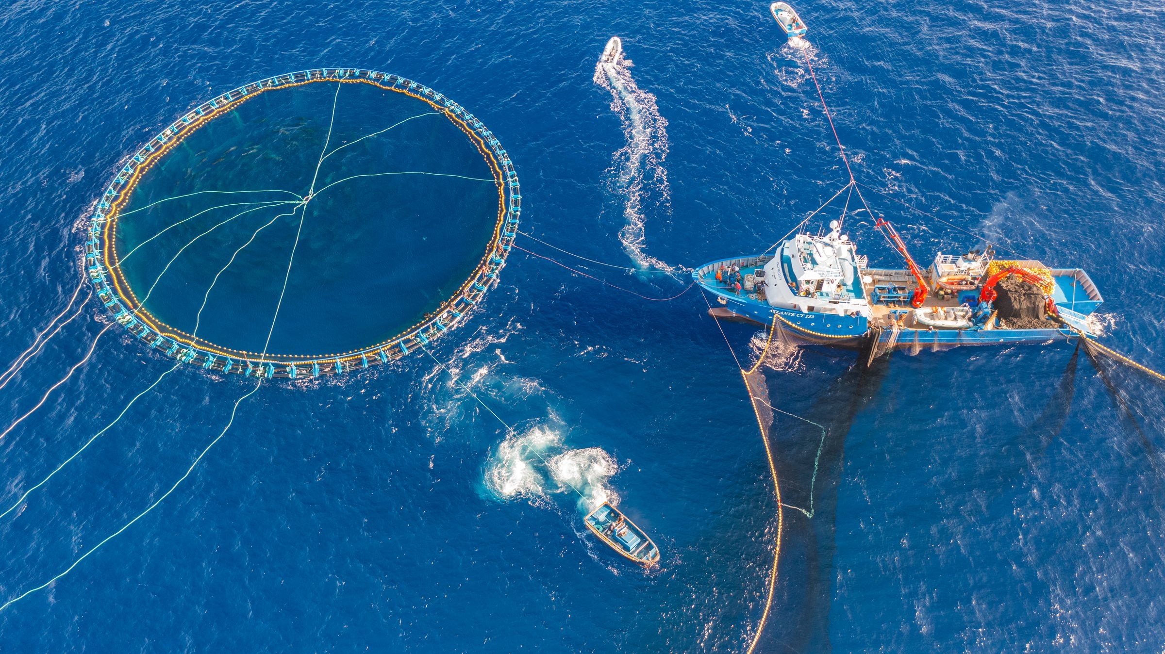 Aerial view of the Testa family vessel Atlante closing a purse-seine net beside a floating tuna pen in the deep blue Mediterranean