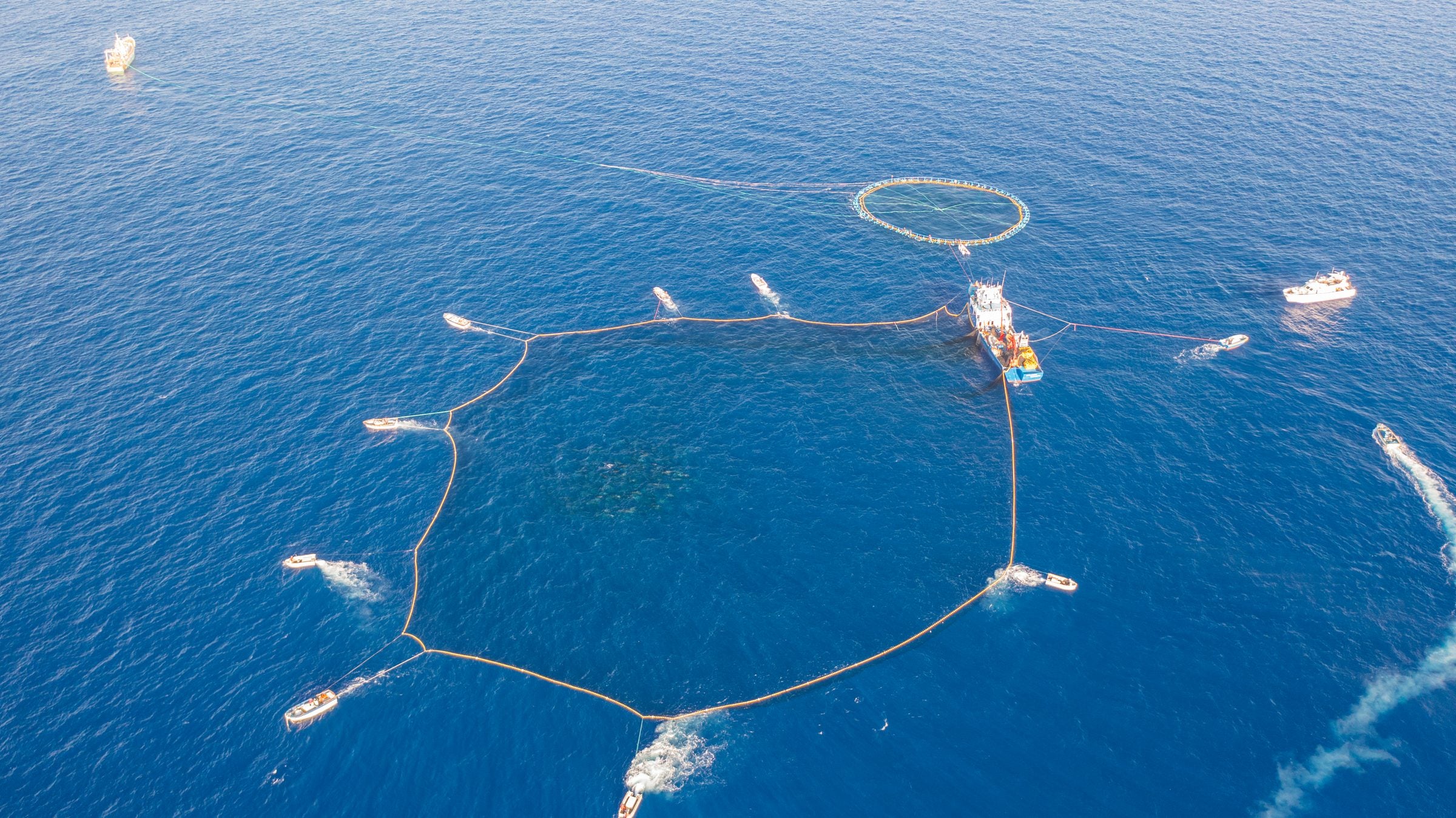 The Testa fleet holding a purse-seine net open in a wide circle on the open sea, seen from above
