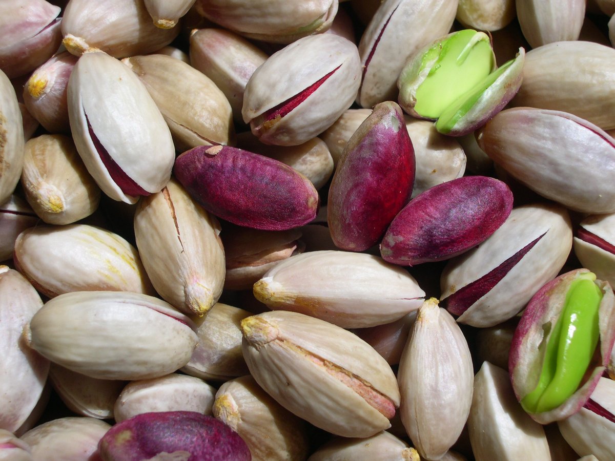 Evergreen pistachio selection