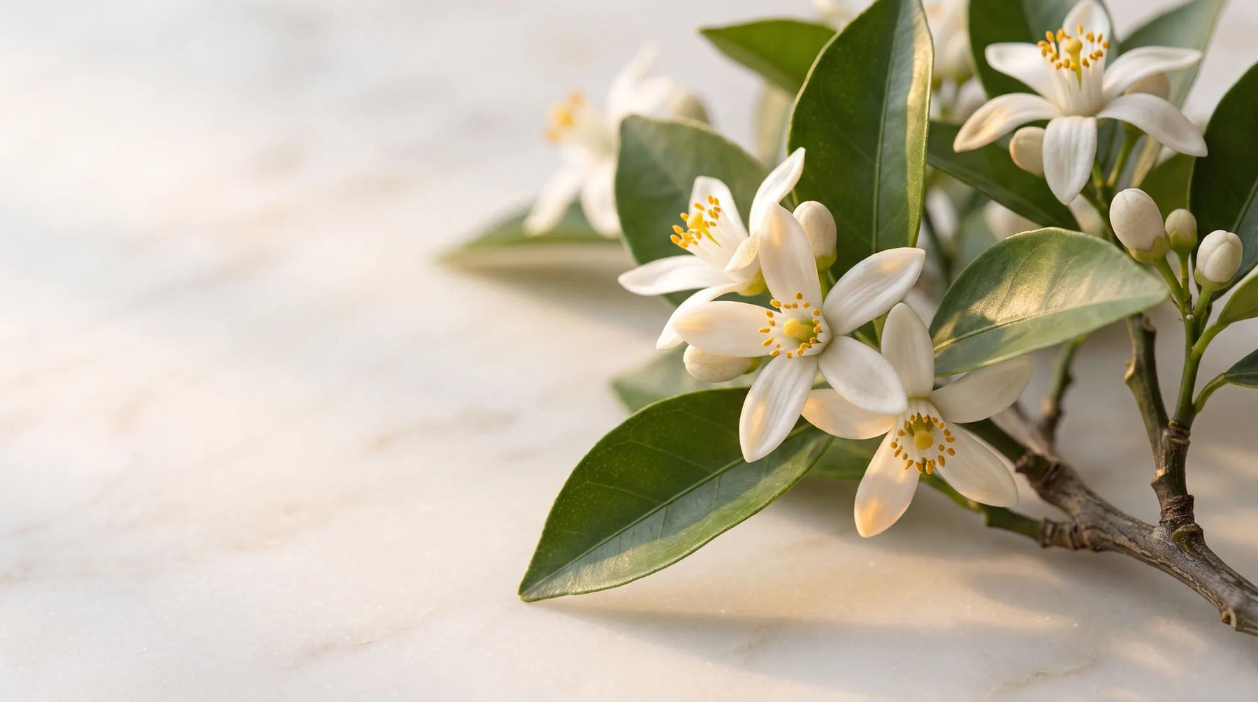 A branch of Sicilian orange blossom (zagara) on pale marble