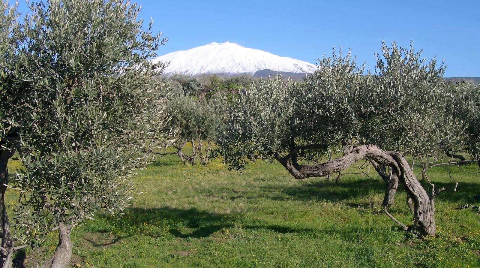 Romano - olive harvest on Mount Etna