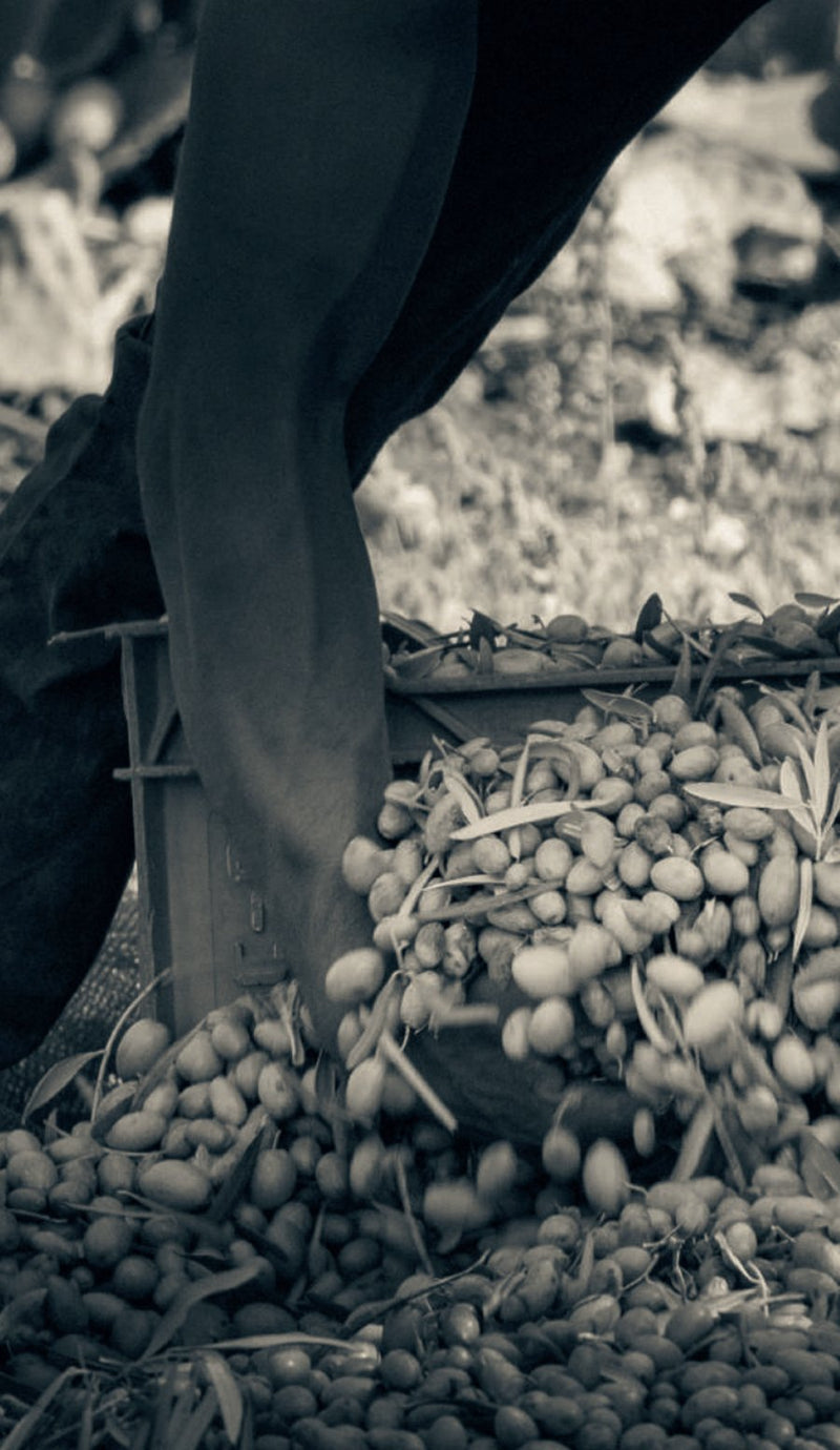 Romano - the olive mill in Bronte